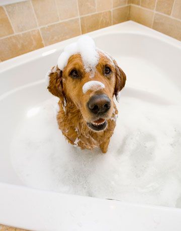 cane nel bagno